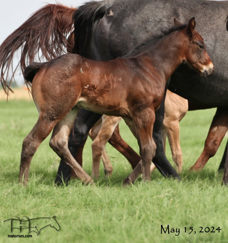 Blue Lou Dividend MA's 2024 Colt